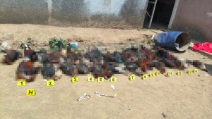 Aseguró FGE 29 aves con vida y documenta la muerte de 41 más en palenque clandestino en El Parián